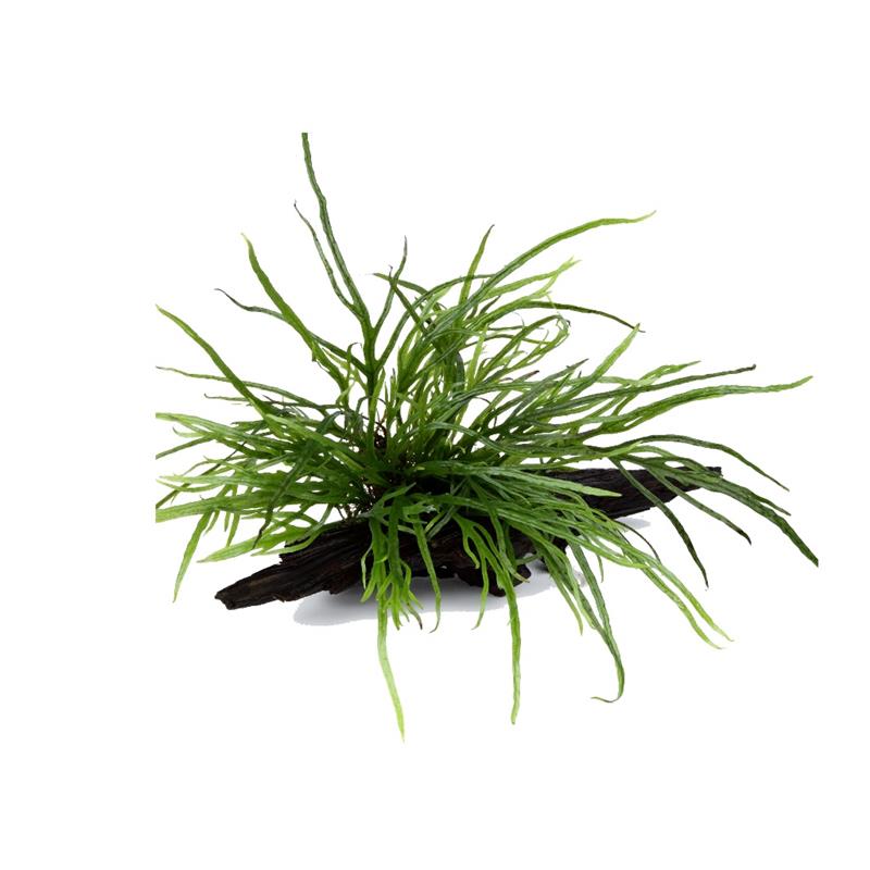 Microsorum Trident pe lemn - imagine 3